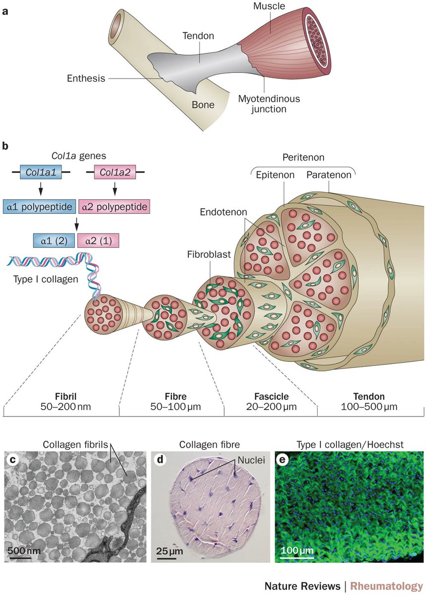 Tendon a|Tendon👉links muscle to bone via enthesis b|Type I collagen👉tendon's major structural component c|Electron microscopy of tendon (mouse tail) d|Histological staining of tendon fibre (mouse tail) e|Stained tendon section (mouse Achilles tendon) nature.com/articles/nrrhe…
