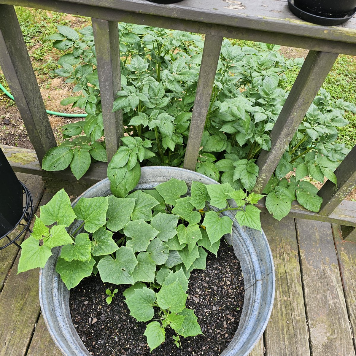 My progress so far 🪴🍓🍅🥔🥒

#greenthumb 
#fruitsandveggies 
#flowers