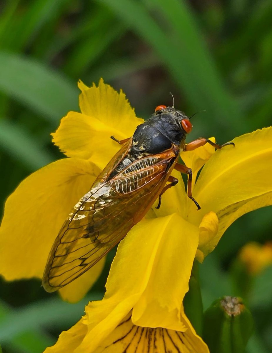 @NCWildlife Noisy Creechters!