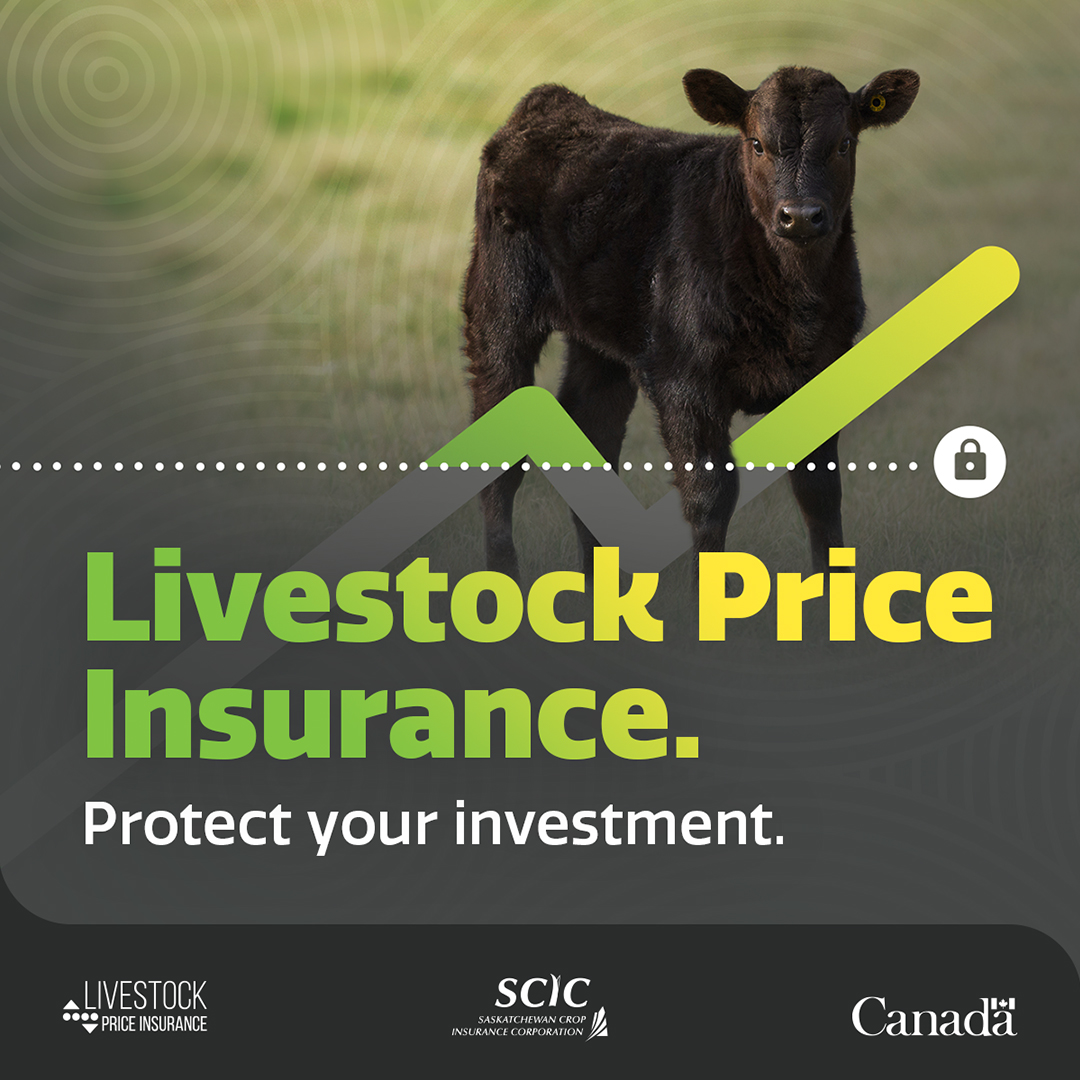 What if there's a sudden drop in cattle market prices? Protect your investment! LPI policies establish a floor market price on your calves, feeder or fed cattle.

Sign up for LPI Premium & Settlement emails: bit.ly/4b19DHD 

#LPI #SaskAg @SaskCattlemens @SK_StockGrowers