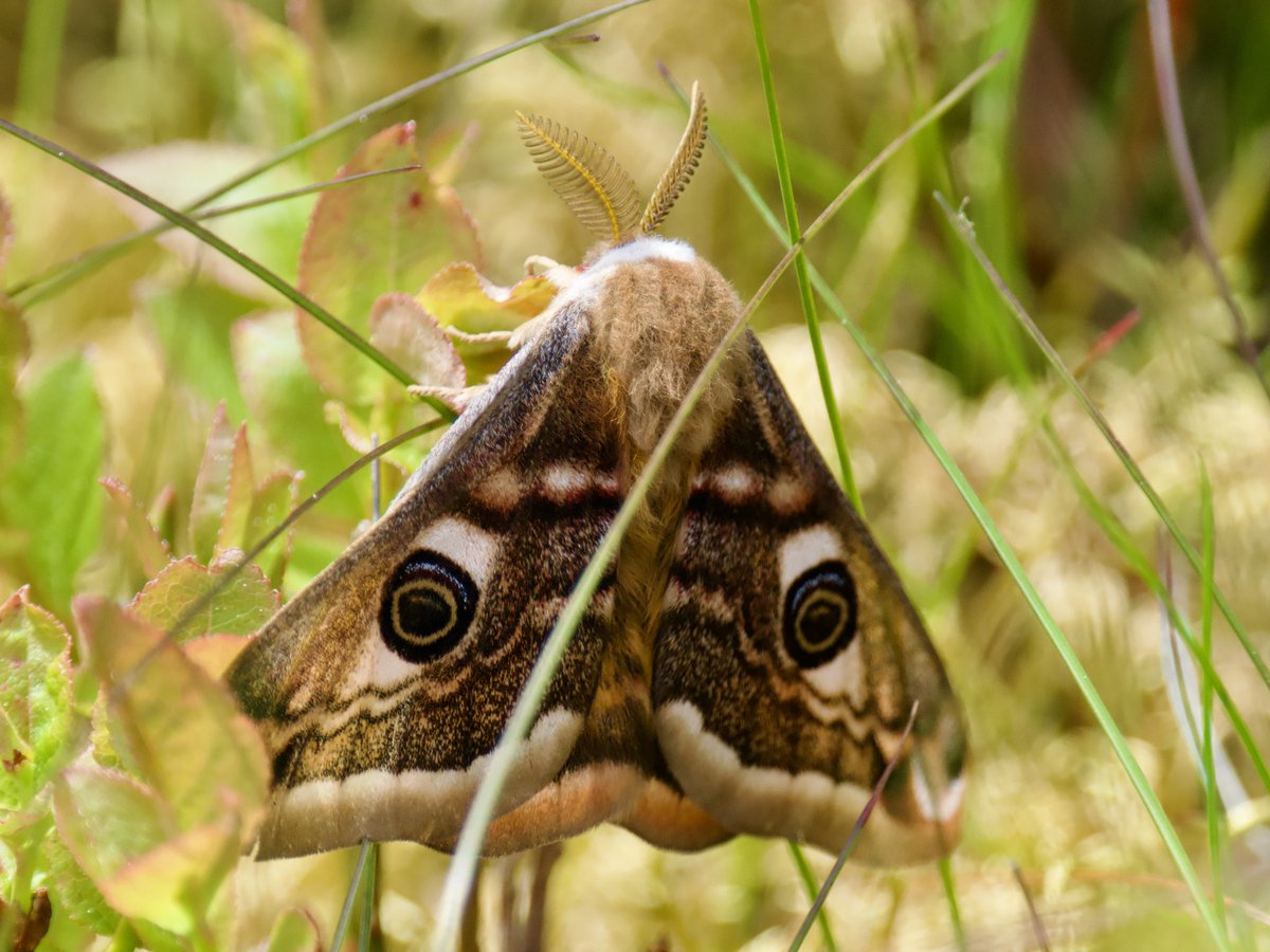 First time I’ve seen one of these a Small Emperor Moth 5 in fact on Dartmoor today. Stunning creature. Tried to get a close up of the antenna amazing @savebutterflies @ukbutterflies @BritishMoths @DevonWildlife @dartmoornpa #moths #dartmoor #devon