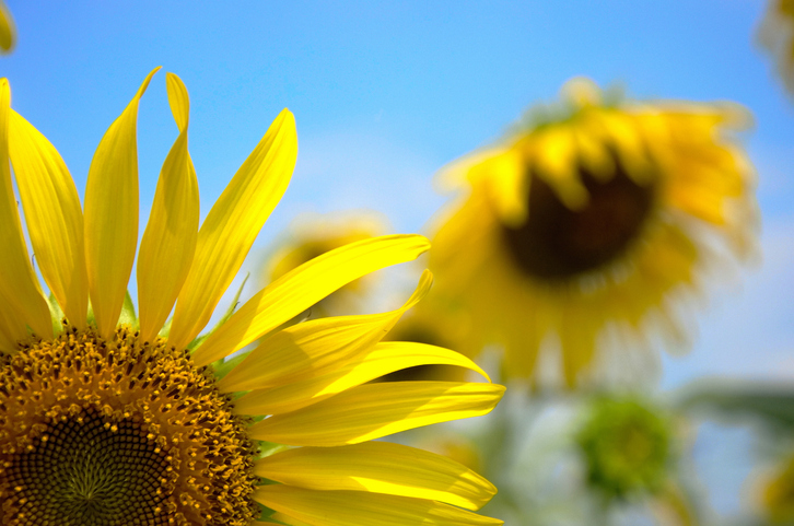 🌞 Summer Solstice: Soak Up the Sunlight for Mind and Body 🌞

How do you plan to make the most of the summer months for your mind and body? Share your thoughts below.