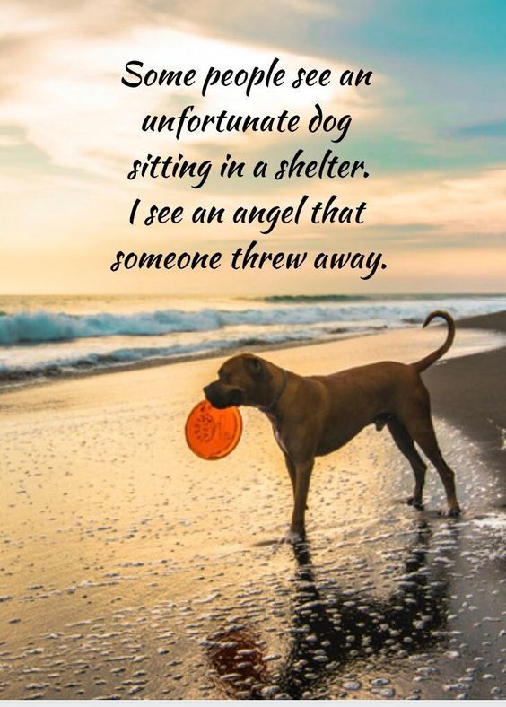 Some people see an unfortunate #dog sitting in a shelter.  I see an #angel that someone threw away.

#Dogs #AdoptDontShop #AdoptAFriend #BestFriend #GoodDog #DogsAreLove