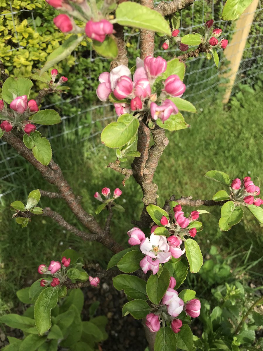 Loving my apple blossom #spring #appleblossom
