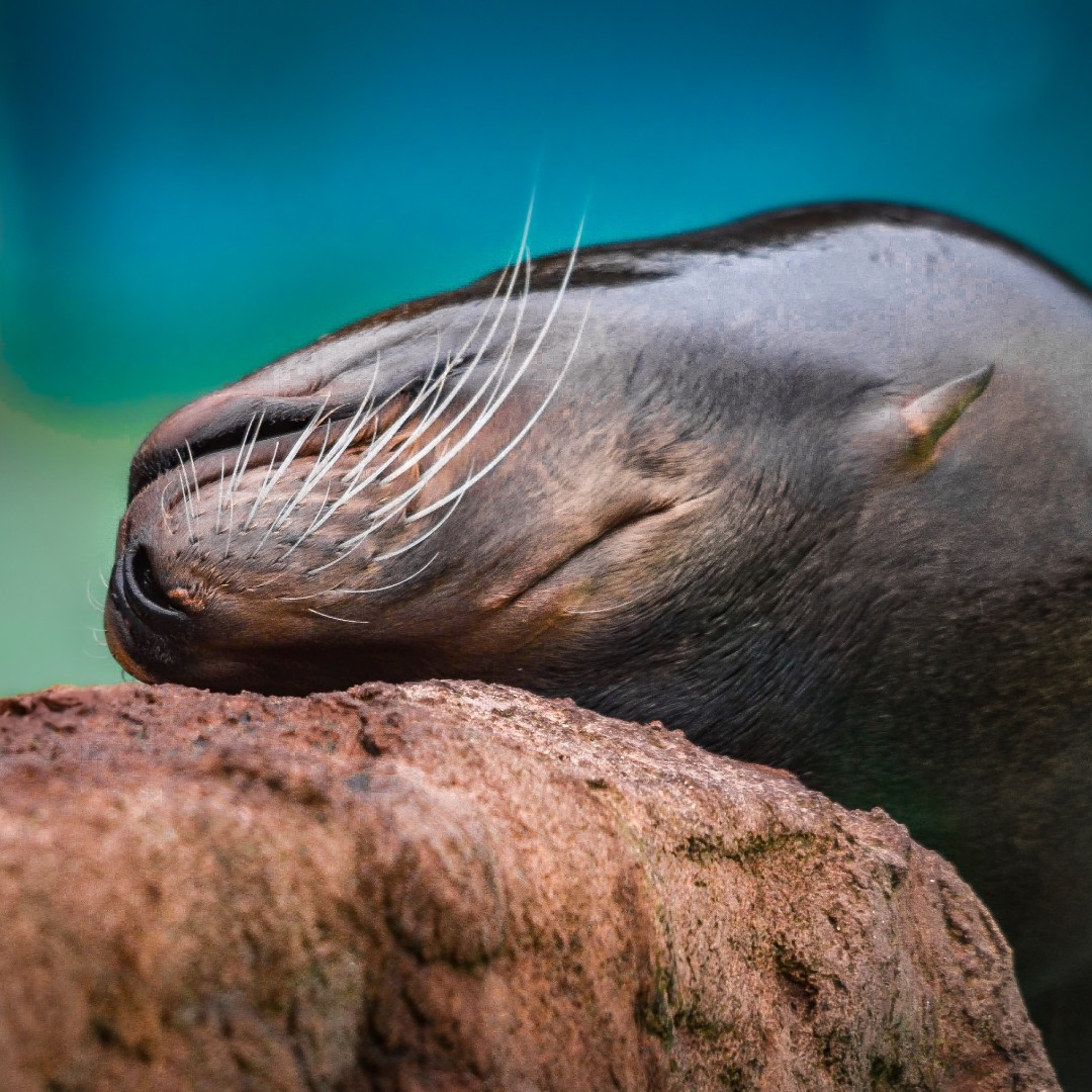 Just a couple of sleepy Sea Lions to bless your timeline 😴😴

Exhibiting a polyphasic sleep pattern they're obeserved to participate in multiple short bouts of sleep.
Sea Lions truly are expert power nappers!!!

📸: Georgie Willetts
#SupportingConservation #NationalZooOfWales
