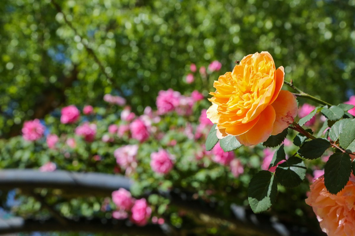 Have you seen the #RoseGarden recently? If you're not able to make it to Descanso this week, enjoy these snapshots of our beautiful #roses in bloom.

Want to see them in person? The garden is open daily from 9am to 7pm, and members can enter early at 8am 🌹 #ExploreDescanso
