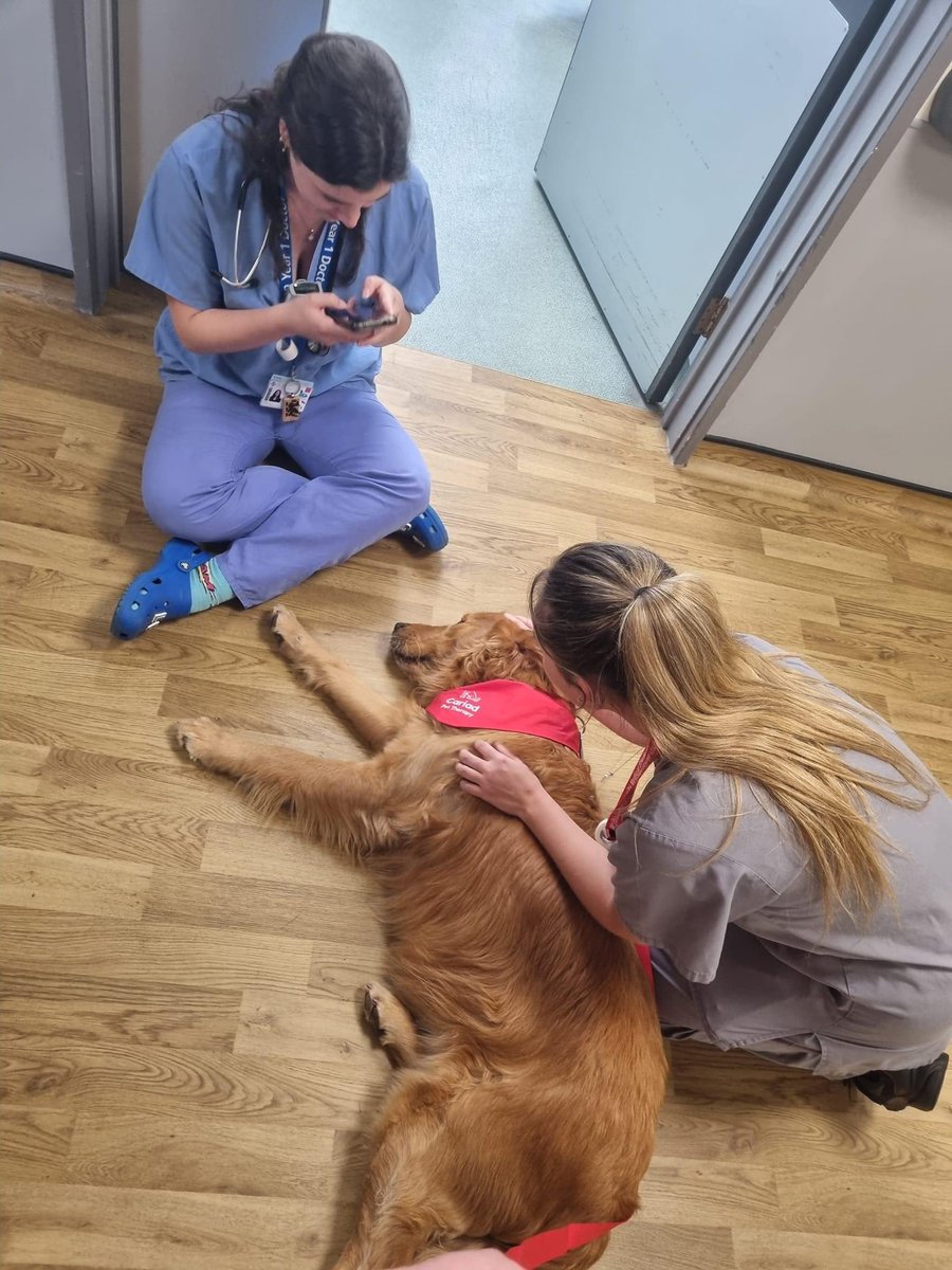 The Vascular ward at the University Hospital of Wales in Cardiff had their first of monthly visits from Golden Retriever Max today. It went very well! @CV_UHB 🏴󠁧󠁢󠁷󠁬󠁳󠁿🐾