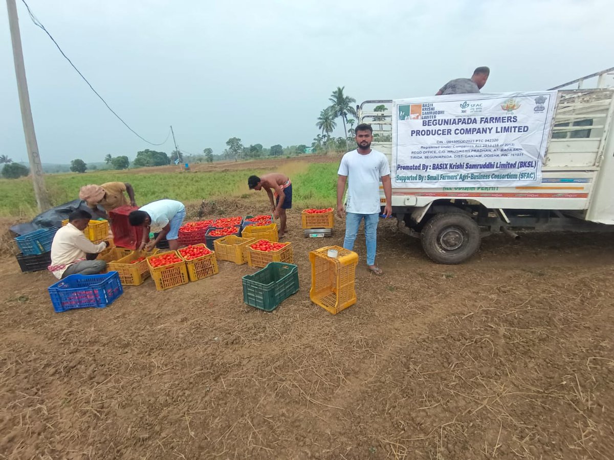 Realtime #eNAM Inter-Mandi Online Trade. Beguniapada Farmers Producer Company Limited, Ganjam district, Odisha sold 23.75 quintal of Tomato for Rs.30,875/- from APMC Hinjlicut to Balugaon, Odisha on 07-05-2024. @BasixKrishi @sfacindia @AgriGoI