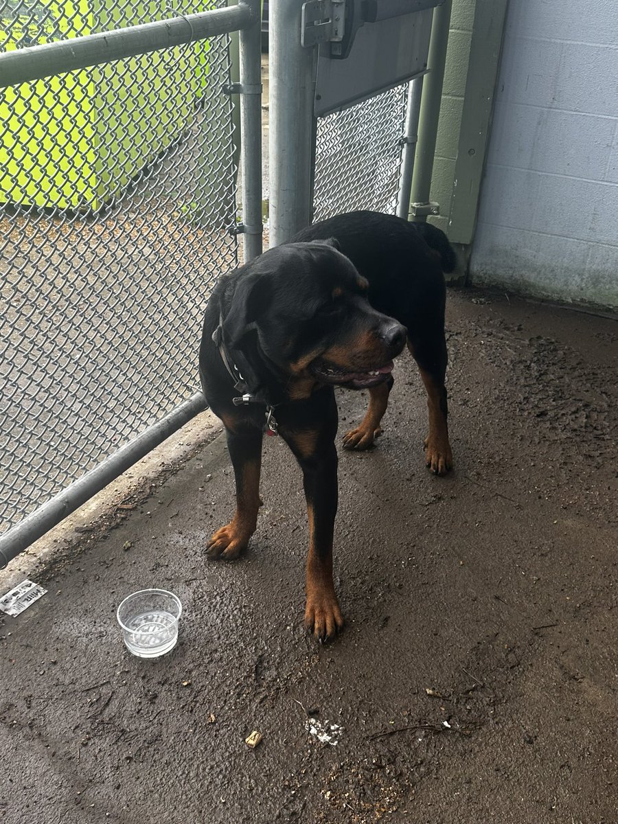 katie_cammm's tweet photo. KANSAS CITY (specially Waldo) 
We found this sweet boy wandering the brewery area around 78th and Wornall- he’s clean and collared, so we are assuming he has a home. Please tweet at me or email info@kcbier.com if you know anything about who he belongs to. https://t.co/tVeaNd7N3a