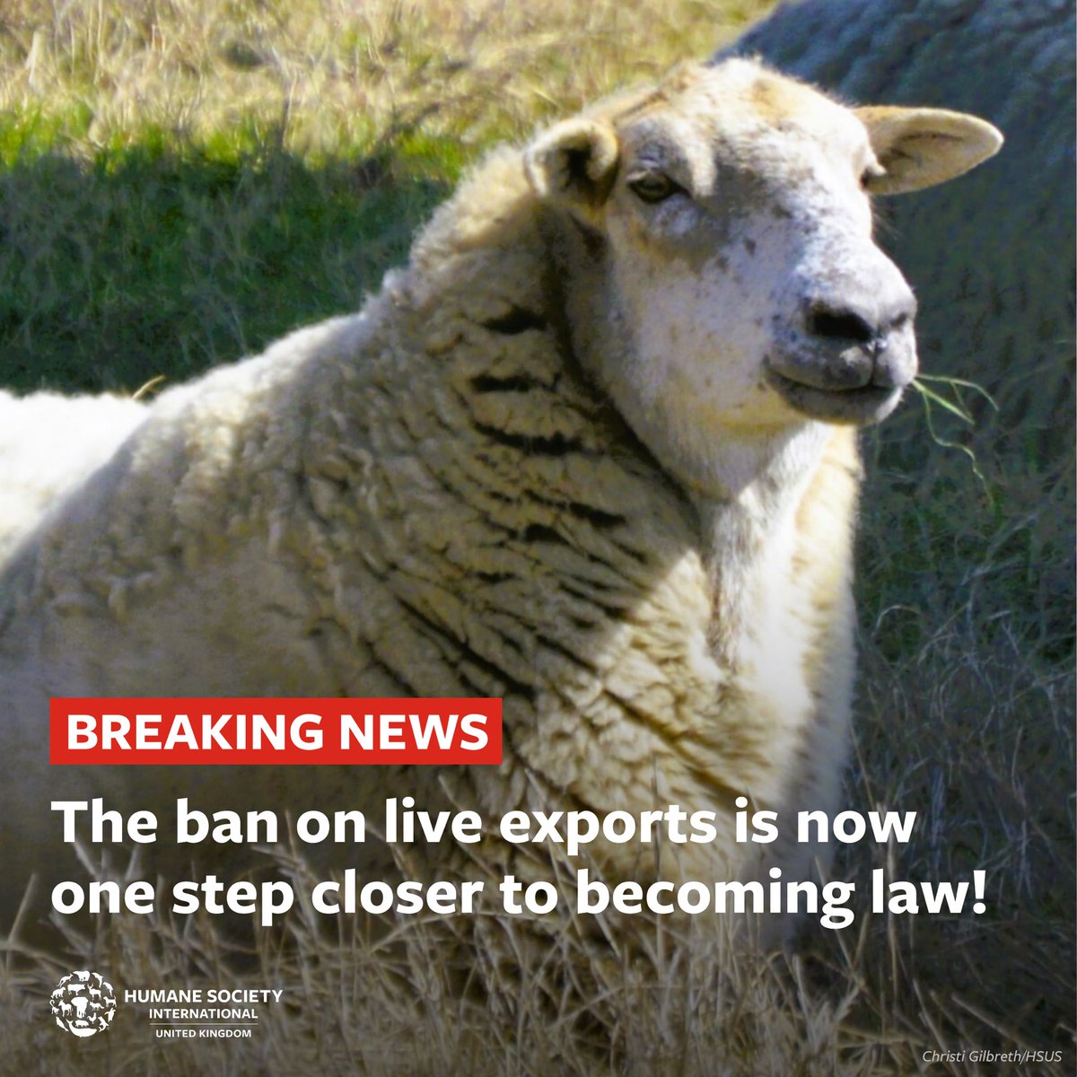 PROGRESS! The Livestock Exports Bill has just passed Report stage in @UKHouseofLords! Its final stage is expected 14th May, when - after decades of campaigners fighting this appalling suffering in both ports and Parliament - the UK will finally #BanLiveExports!