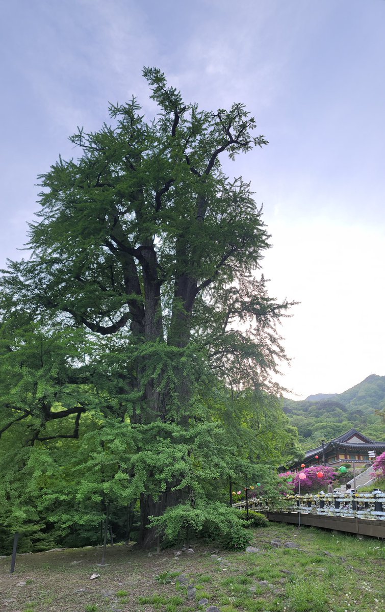 @wang_xiaolu 1,100 year old gingko tree