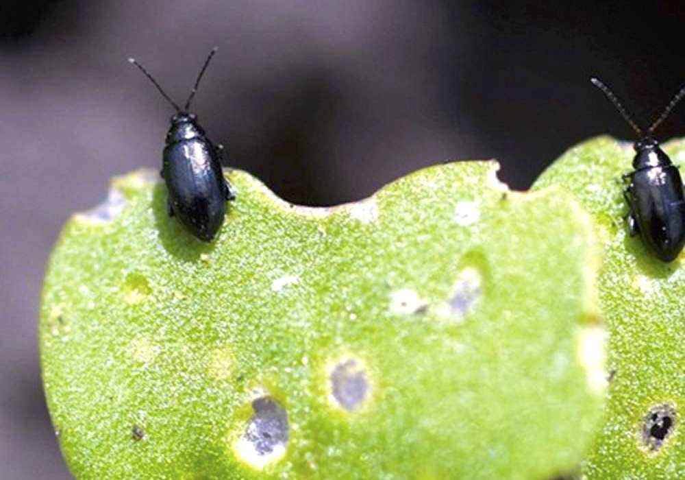 The annual fight with flea beetles pressure is about to begin for Prairie canola growers. albertafarmexpress.ca/crops/canola-c…