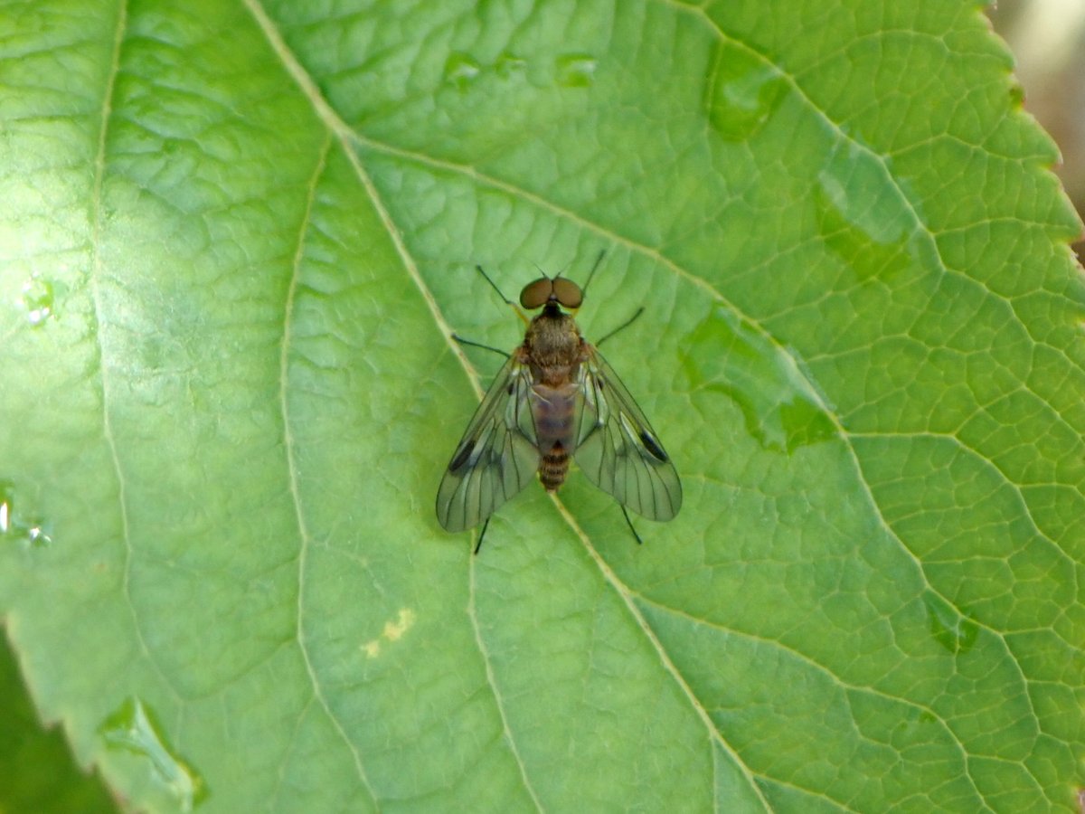 Tree Snipefly (Chrysopilus laetus), a chance sighting on a family visit to @DyffrynGardenNT at the weekend. 1st Welsh record of this scarce fly. Associated with old trees with dead/decaying wood - plenty of nice parkland trees at Dyffryn. Thanks to @kitenet for help with the ID.