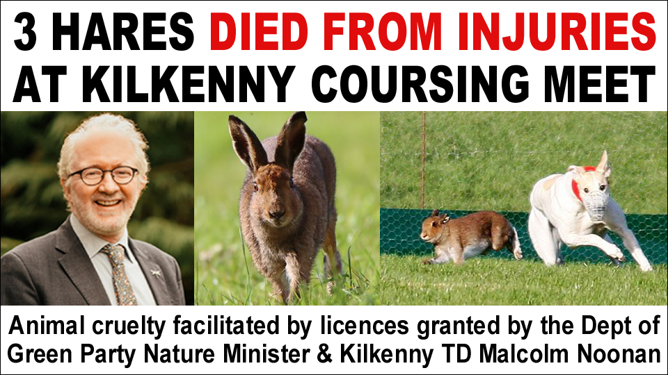 3 hares died from injuries they suffered at a coursing meeting in the constituency of Nature Minister @noonan_malcolm • The animal cruelty was facilitated by licences granted by Minister Noonan's Department banbloodsports.wordpress.com/2024/05/08/3-h… #Kilkenny #AnimalCruelty #BanHareCoursing