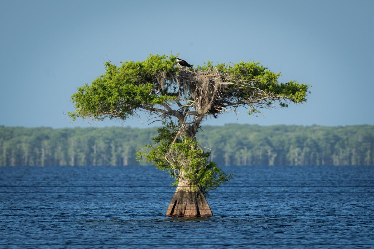 A lone Cypress makes a great location for an Osprey nest.
#photography #NaturePhotography #wildlifephotography #thelittlethings