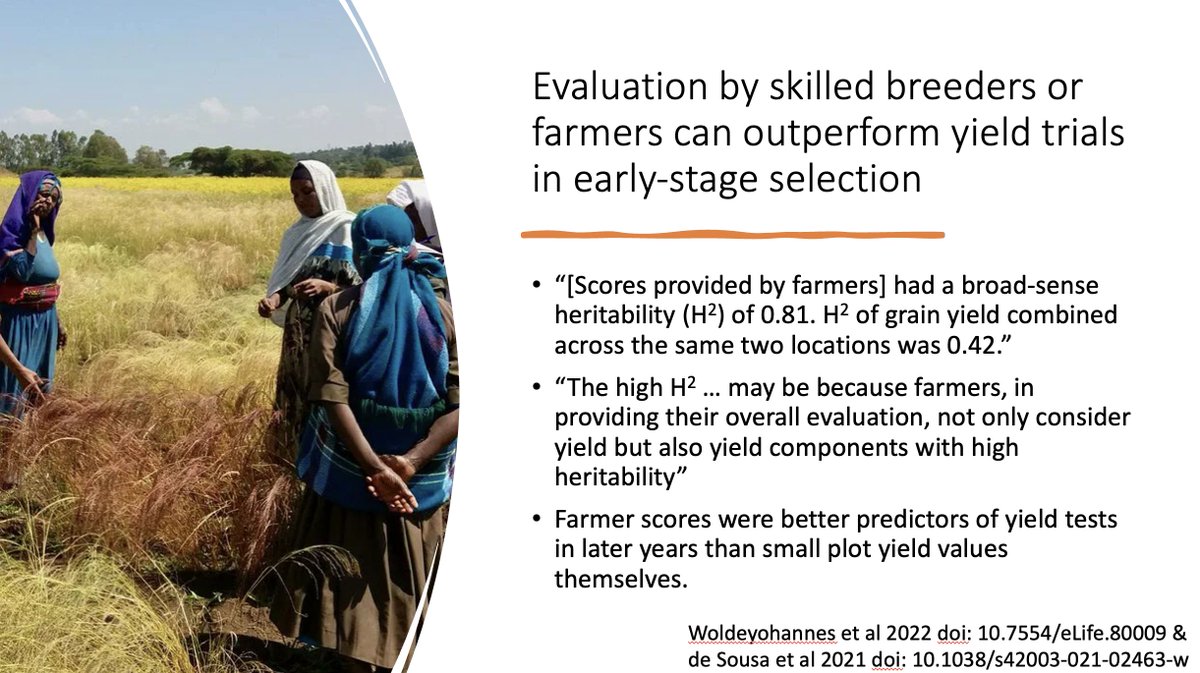 The best plant breeders walk through 1000s of potential new crop varieties and, just by looking pick out may of the ones by which will ultimate succeed. We call this 'the breeder's eye.' Could we build a silicon breeder's eye? @HongyuJin5 gave it a shot. doi.org/10.1002/ppj2.2…