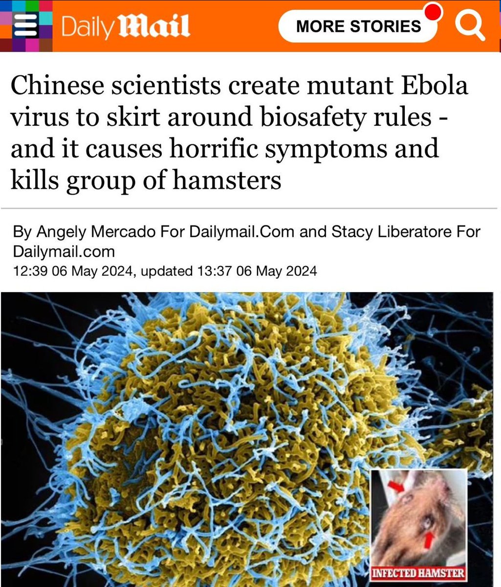 “Chinese scientists have engineered a virus with parts of Ebola in a lab that killed a group of hamsters.' A team of researchers at Hebei Medical University used a contagious disease of livestock and added a protein found in Ebola, which allows the virus to infect cells and…
