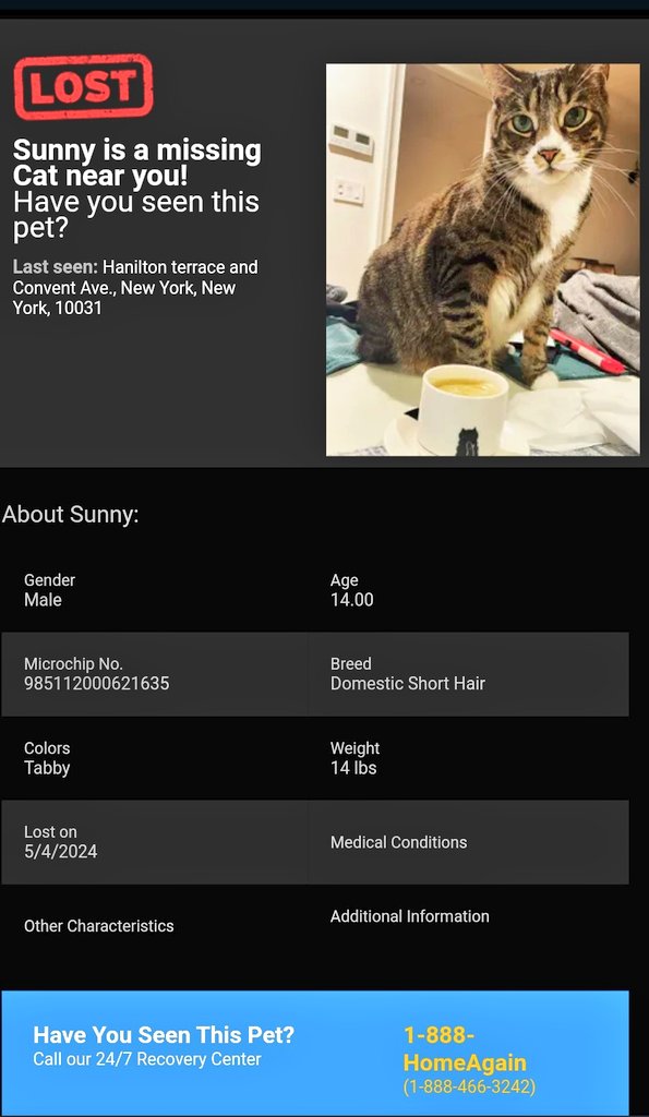 📢🇺🇸😿🆘️🗽Please RT to find Sunny #NYC #missingcat #lostcat #Manhattan #hamiltonheights #CatsOfTwitter #CatsOfX @HAPetRescuer