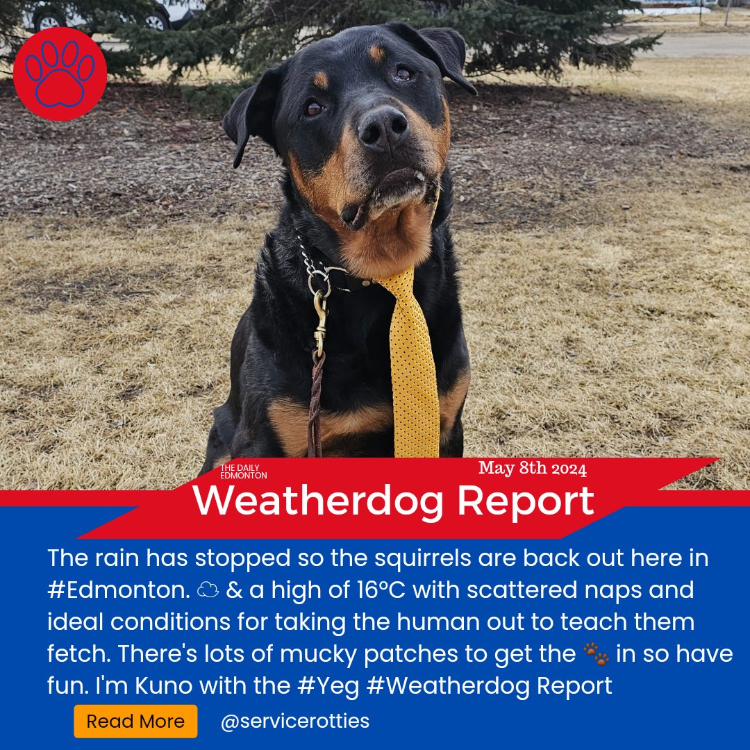 The rain has stopped so the squirrels are back out here in #Edmonton. ☁️ & a high of 16°C with scattered naps and ideal conditions for taking the human out to teach them fetch. There's lots of mucky patches to get the 🐾 in so have fun. I'm Kuno with the #Yeg #Weatherdog Report