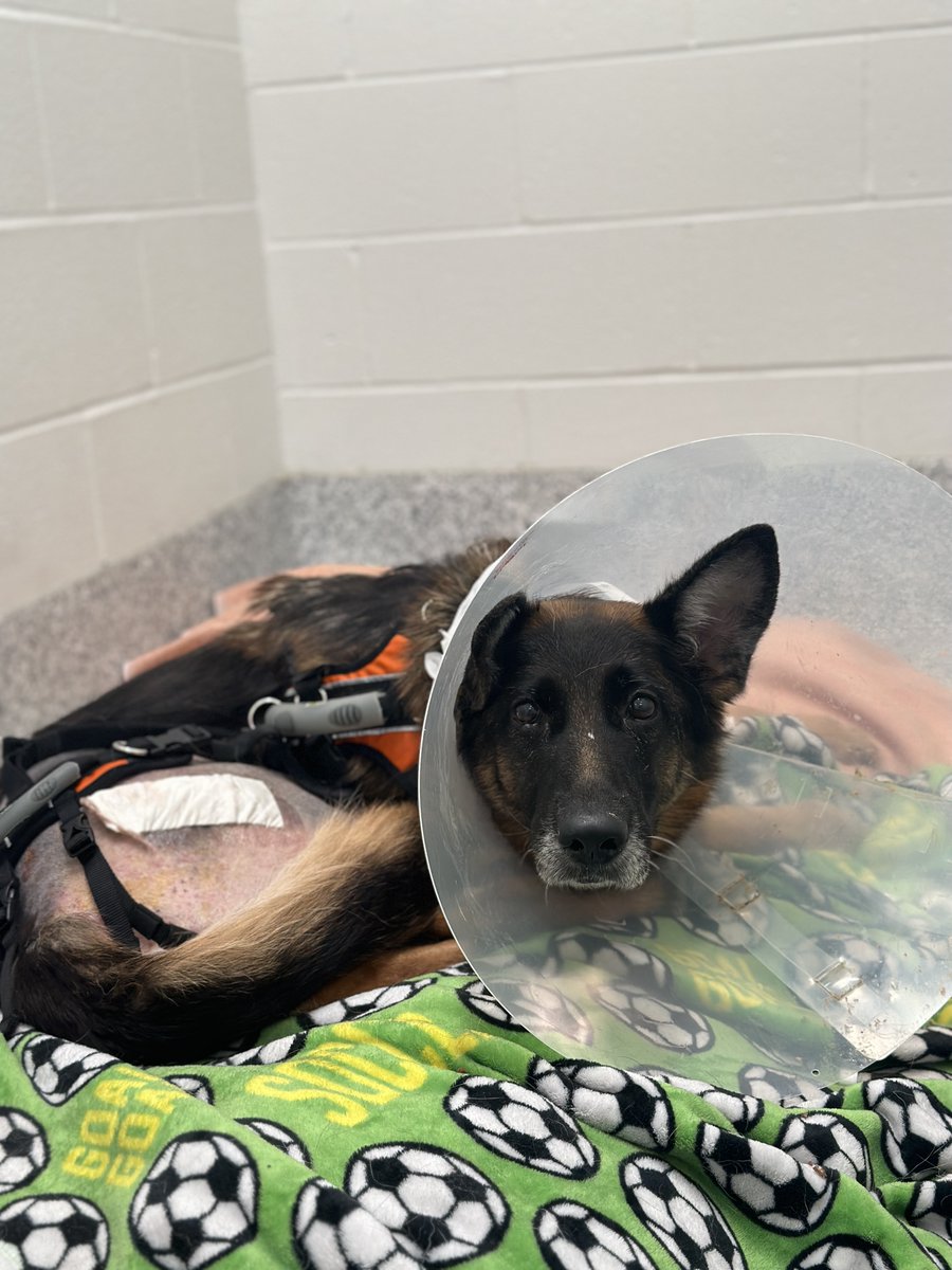 UPDATE: Una underwent successful surgery this week and is resting up! It'll still be a couple weeks before she's ready to find her new loving home, but interested adopters may submit an inquiry at mspca.org/bostonadopt 🐶❤️