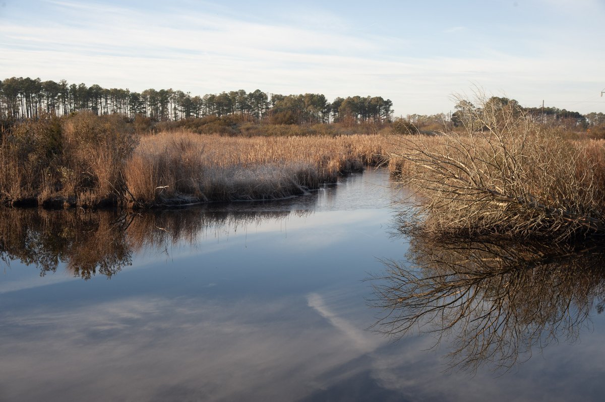 May is #AmericanWetlandsMonth! Tidal wetlands are found along the shores of the #ChesapeakeBay and the tidal portions of streams, creeks, and rivers. These wetlands flood with salt or brackish water when tides rise.