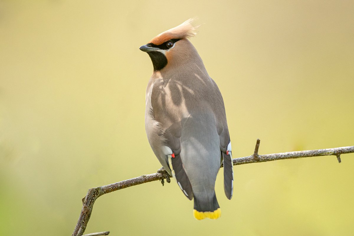 It is not everyday you can watch Waxwings in North Wales whilst an orchestra of Garden Warbler, Cuckoo and Redstart are all in full song, but its one of those weird weeks. A part of me lives in hope they may stay and breed, but they will move on soon no doubt.

#nature #birds