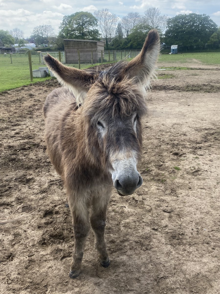 It's #WorldDonkeyDay & we have 13 rescued donkeys, all with their own character. Dolly here is one of our most timid donkeys, but also one of our most adorable! Come and meet them on one of our ethical animal experiences this summer via the link below. hopefield.org.uk/book-tickets/