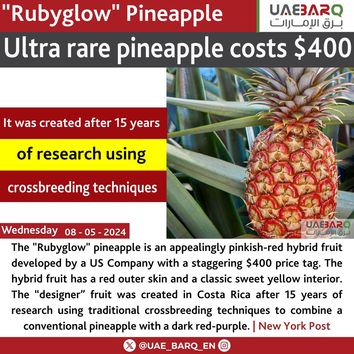 Ultra rare #pineapple costs $400. #UAE_BARQ_EN