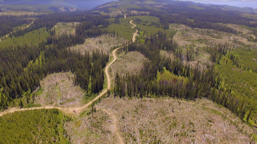 The logging industry and their wood fiber foresters in B.C. trying to put the blame of increasing wildfires on old-growth forest protections. They forget to mention that the 'managed (e.g. cutover) landscape' is most contributing to increasing fire hazard.