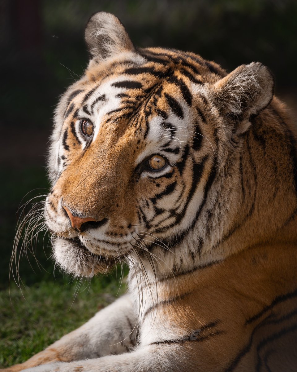 Just days before her 21st birthday, we said goodbye to our sweet Rasa. She declined very quickly over the past week, and let us know it was time to go. 

As sad as we are to say goodbye, Rasa lived a great life filled with so much love for a very long time. We ❤️ you Rasa!!