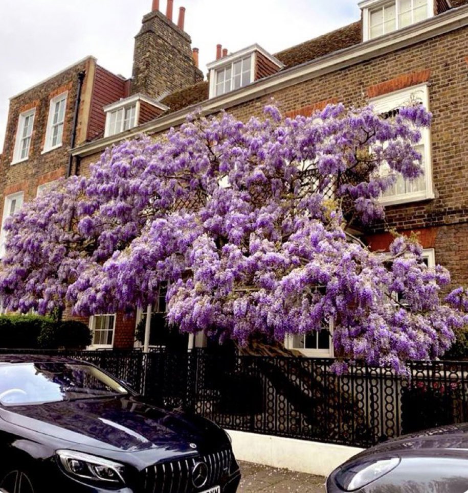 London wisteria is on the way out, so this is my last purple pic of the spring, taken by my friend