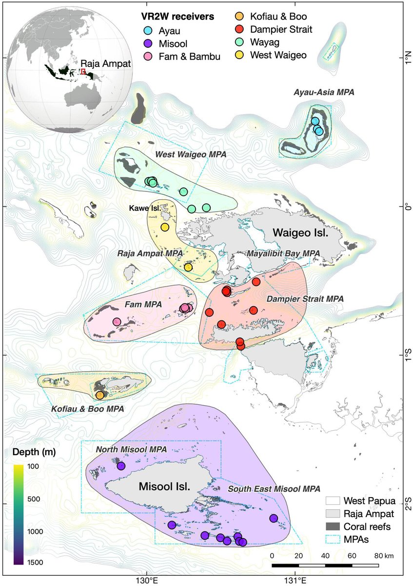 New from #RSOS: Spatial connectivity of #reef manta rays across the Raja Ampat archipelago, Indonesia. Read the full paper: ow.ly/hR4c50RejlZ @DrEdySetyawan @bc_stevenson @FabriceJaine