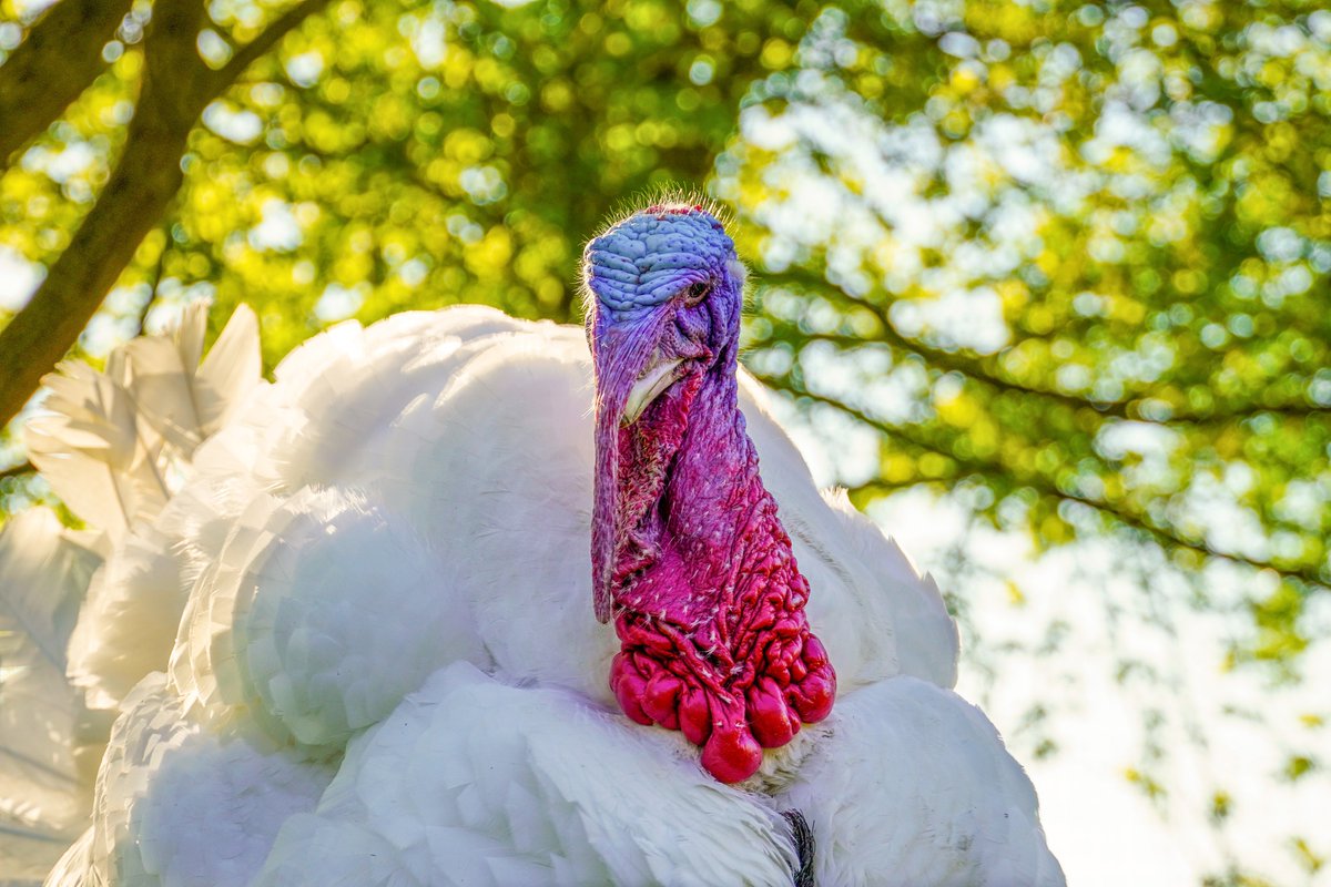 Pü kann´s. 🦃❤ Chamäleons können ihre Farben wechseln. Männliche Puten auch, sogar noch viel beeindruckender, denn bei ihnen hängt die Farbe von der Stimmung ab & kann sekundenschnell wechseln. 
Pü zeigt euch hier mal die Farbe für „Mir geht's großartig & ich bin ein toller Typ“