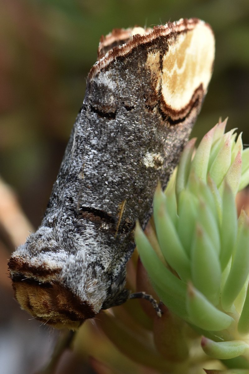 Lydd on Sea VC15, even with 2 traps, a chilly night yielded up 30 of 11sp, the “Star Turn” was my first Buff-tip of the year. #Mothsmatter