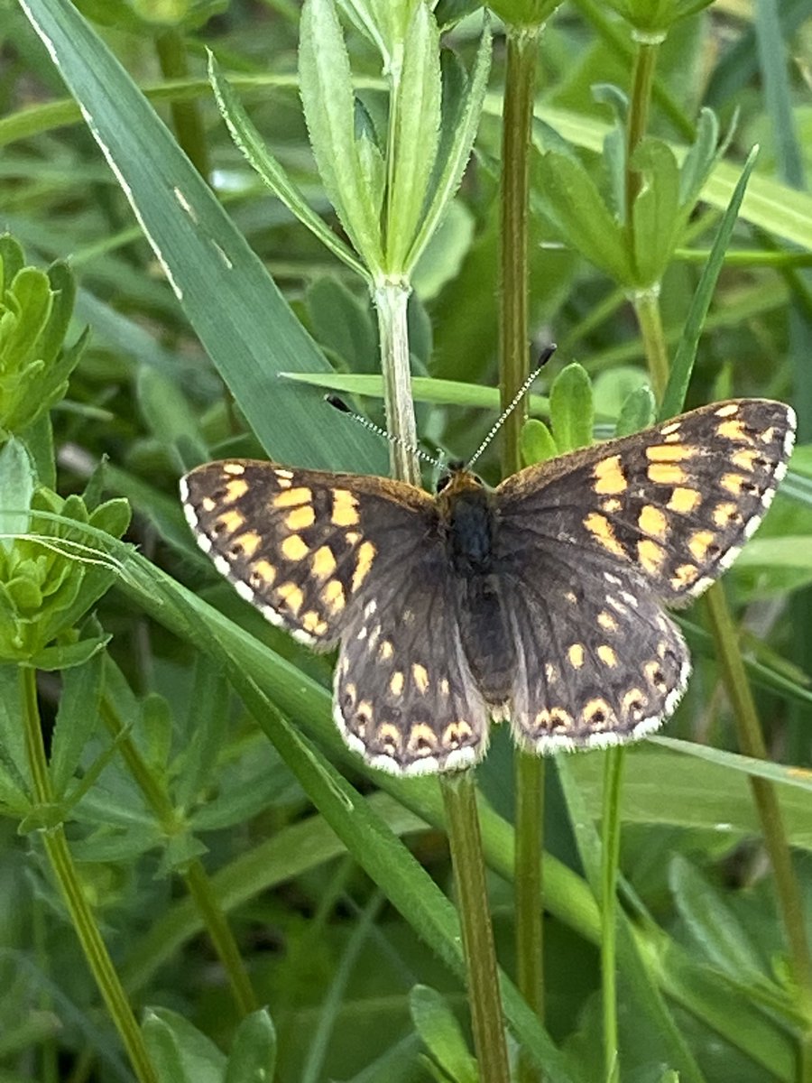 Exciting to show one of our @ChilternsCCC #farmercluster members his first Duke of Burgundy on a site neighbouring his farm that is brilliantly managed for them by @southeastNT & @UpperThamesBC & @chilternrangers nice to also get my fix while they are still on the wing 👍👍