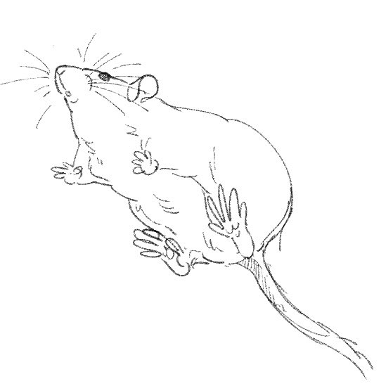 akebi_rat's tweet image. ふーん、ねずみの裏側…ね…