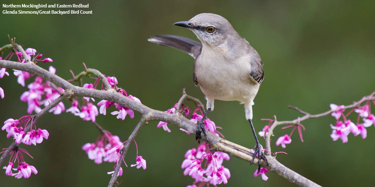 Gardening season is in full swing, but before you start working the earth, brush up on the difference between native, non-native, and invasive plants, and learn how you can find native #PlantsForBirds suited for wherever you live. bit.ly/3hQgGbE