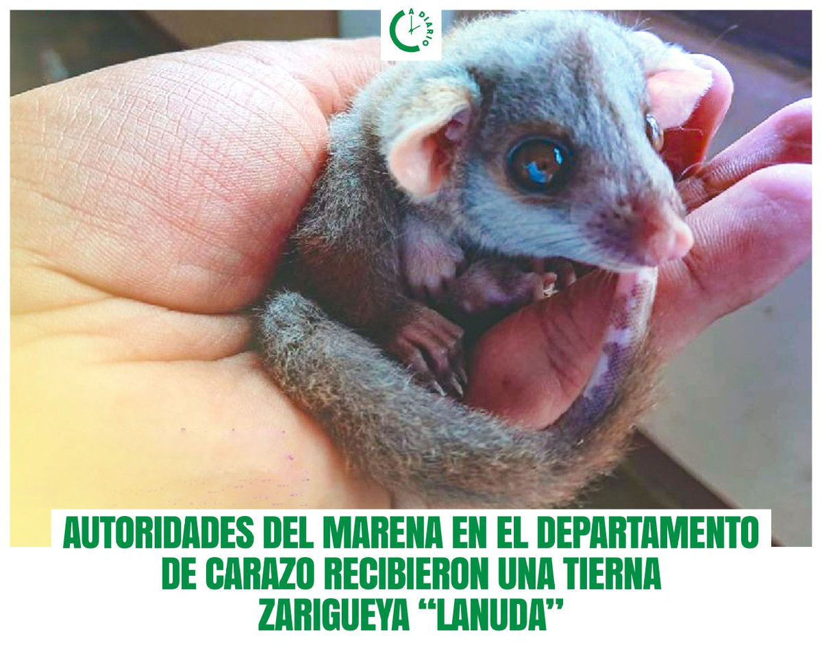 #MARENA en el departamento de Carazo, recibió por parte del Cro. Erling Parrales, Gestor Ambiental de la Empresa Canteras S.A., un espécimen de Zarigüeya lanuda centroamericana (Caluromys derbianus) bebé.✨♻️ #AmorAlaMadreTierra #Biodiversidad #Nicaragua #ADiario