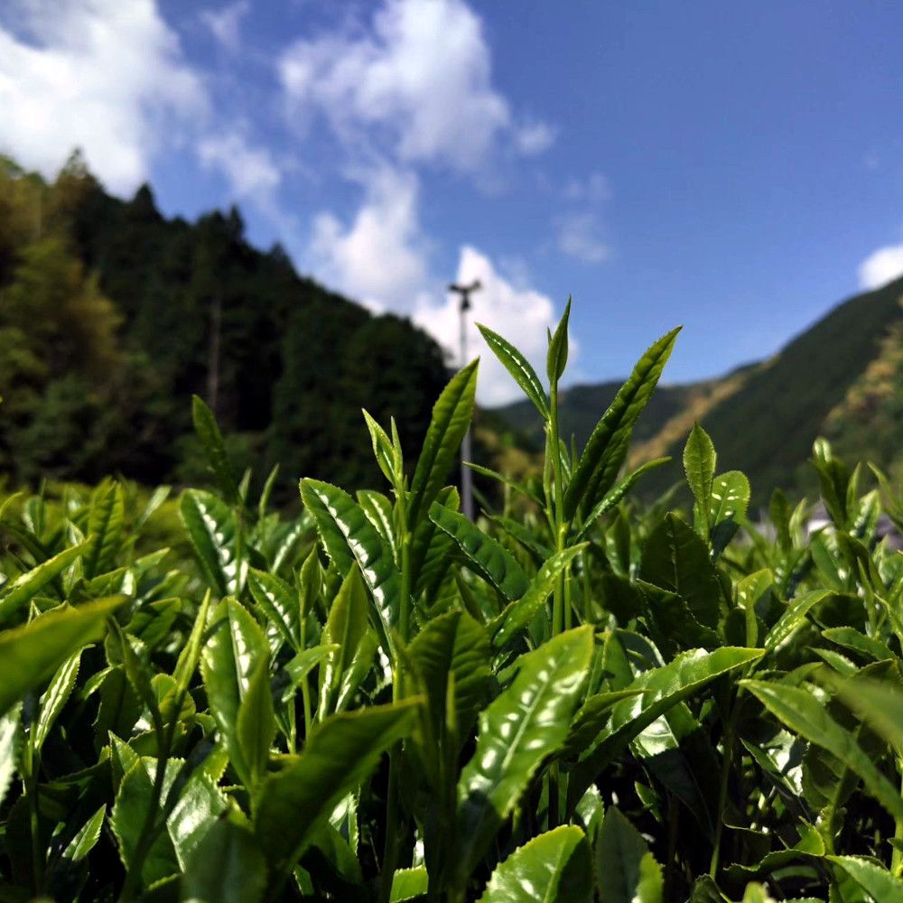 The Yumesuruga tea cultivar
myjapanesegreentea.com/yumesuruga