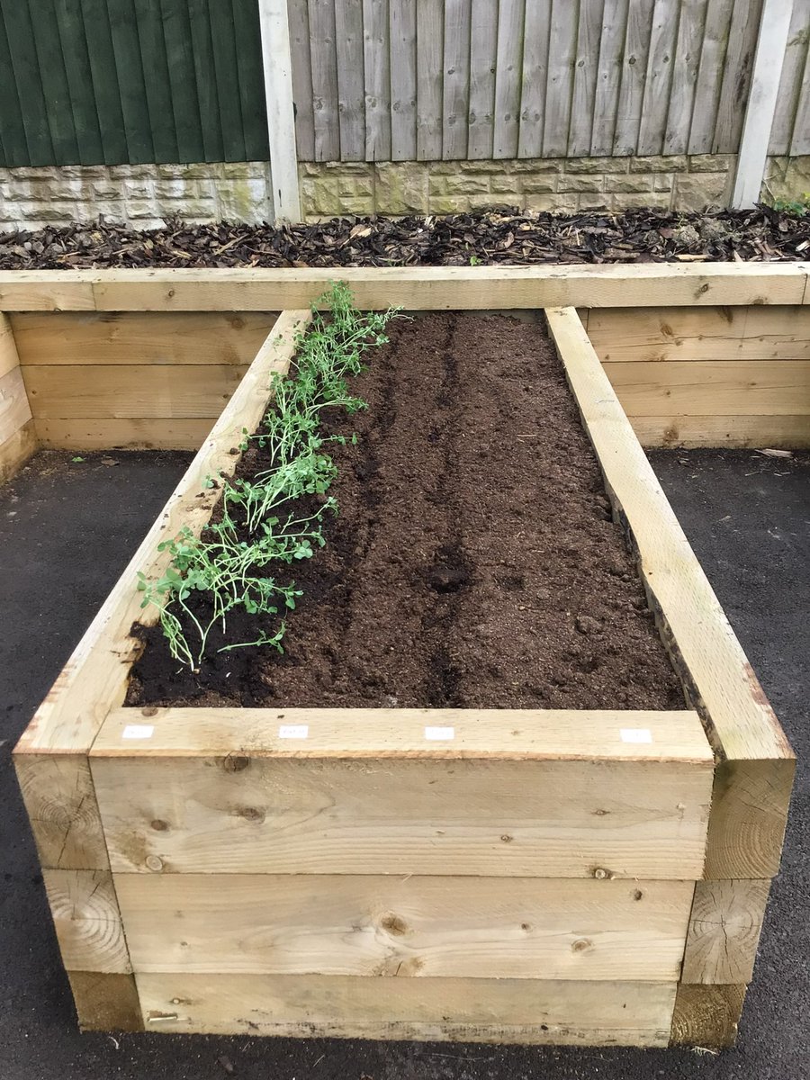 SneydGreenPS's tweet photo. Today we have opened the Sneyd Academy allotment. We planted beans, peas, radish, courgettes and onions. Thanks to @ProctorsNursery for pots and trays, @kgloach for compost and the wonderful @ShowAmateur for your expertise. #RHSBloom60 #kidsgetgrowing #growyourown https://t.co/MqQDRQ7iCW