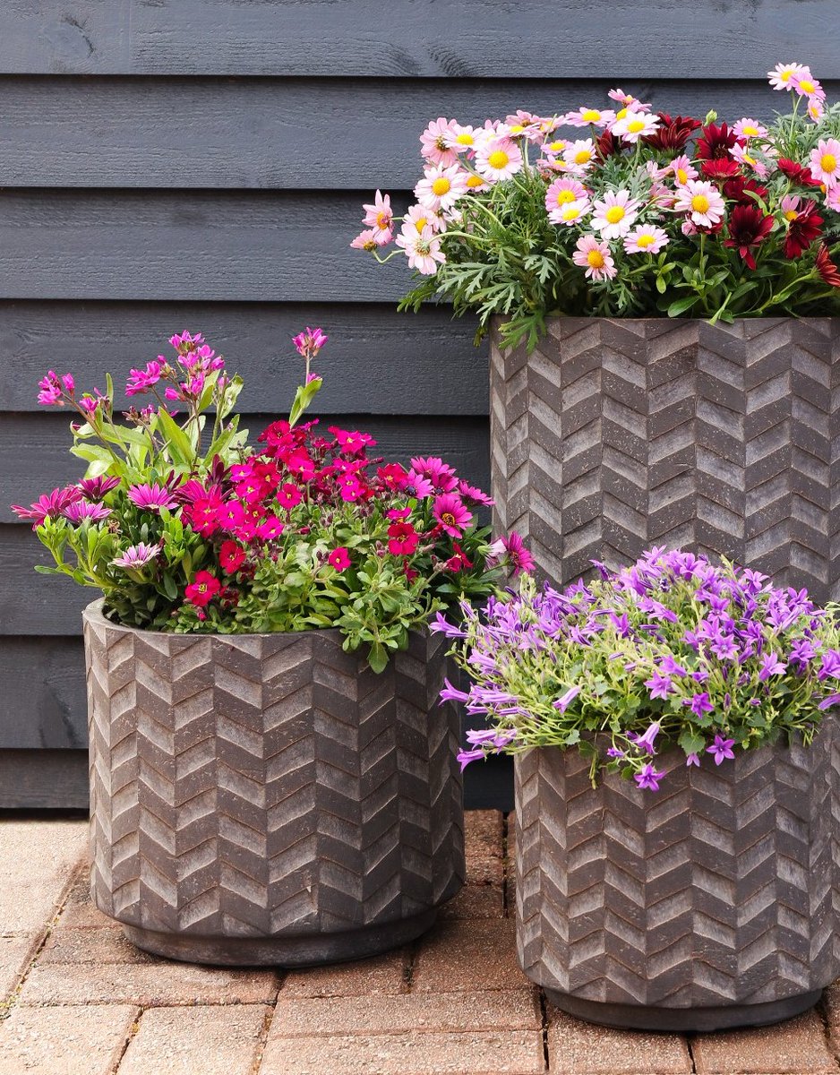 Style your pots and containers with your favourite seasonal bedding plants and watch your summer blooms pop 🌺​ Shop 4 for £12 on our 9cm patio bedding plants in-store: brnw.ch/21wJALA