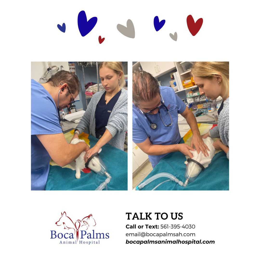 🐦🐾 From birds to bunnies, lizards to cats, our urgent care services at #BocaPalmsAnimalHospital are available for all species. Our caring team is dedicated to helping your beloved companion when they need it most. 🏥💜 #UrgentCare #ExoticPets #CompanionAnimals Click below to...