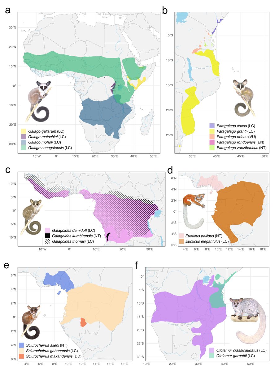 🌟 Excited to share our latest paper on galago systematics and phylogenetics! Want to know more about the diversity and evolutionary history of living and extinct galagos? @PozziLab and I got you covered! tinyurl.com/galagosyst