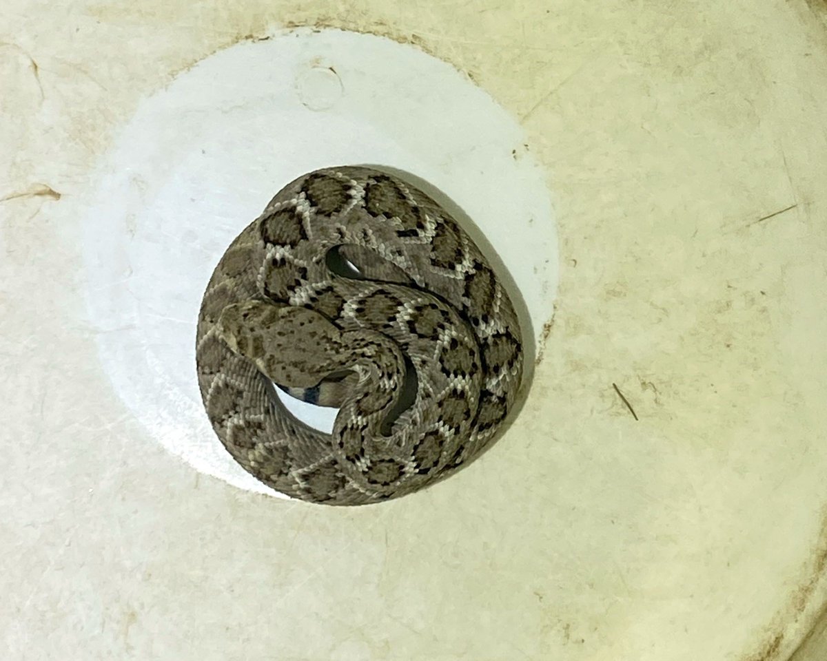 A tavern in Cave Creek backs up to a narrow wash and an electrical box that has a large packrat nest underneath. This Western Diamondback Rattlesnake found this useful, and made an appearance as the crew was closing up for the night.