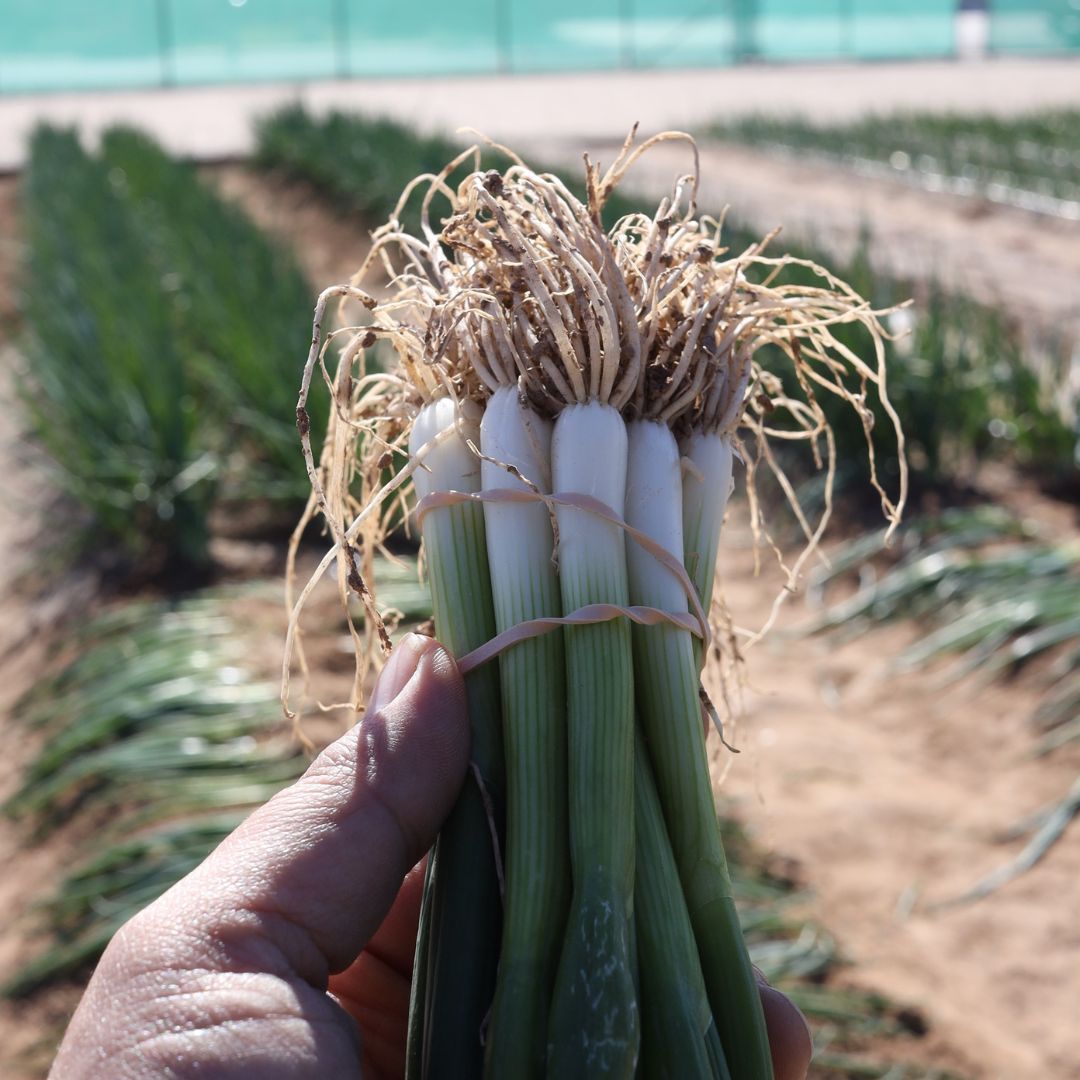 WestarSeeds's tweet photo. Our PALO VERDE #bunching #onions are a triumph of Westar's innovative #breeding, excelling in varied regions to the grower's delight. Grow robust, green, and versatile onions with ease! 🌱🧅 #seeds
Contact us via: 📞 (760) 353-7333 or 📧 mail@westarseeds.com https://t.co/dhEzmGUSuC