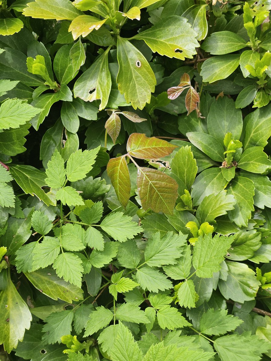 Hi. I'm Becky. 🐾 tweet media