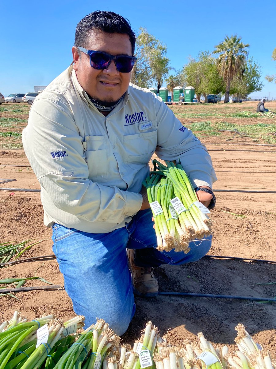 WestarSeeds's tweet photo. Our PALO VERDE #bunching #onions are a triumph of Westar's innovative #breeding, excelling in varied regions to the grower's delight. Grow robust, green, and versatile onions with ease! 🌱🧅 #seeds
Contact us via: 📞 (760) 353-7333 or 📧 mail@westarseeds.com https://t.co/dhEzmGUSuC
