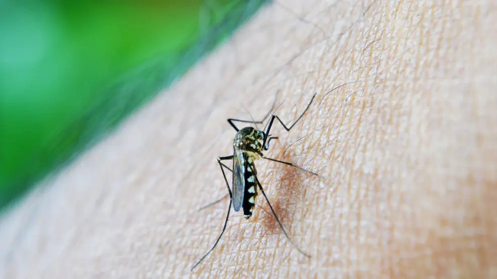 🟢 Hay una nueva invasión de mosquitos en el AMBA y faltan los repelentes

La nueva superpoblación es de la especie Aedes albifascitus, mejor conocida como 'mosquito de charco'. 

👉 A raíz de la invasión, denunciaron que hay escasez de repelentes en aerosol en el área…