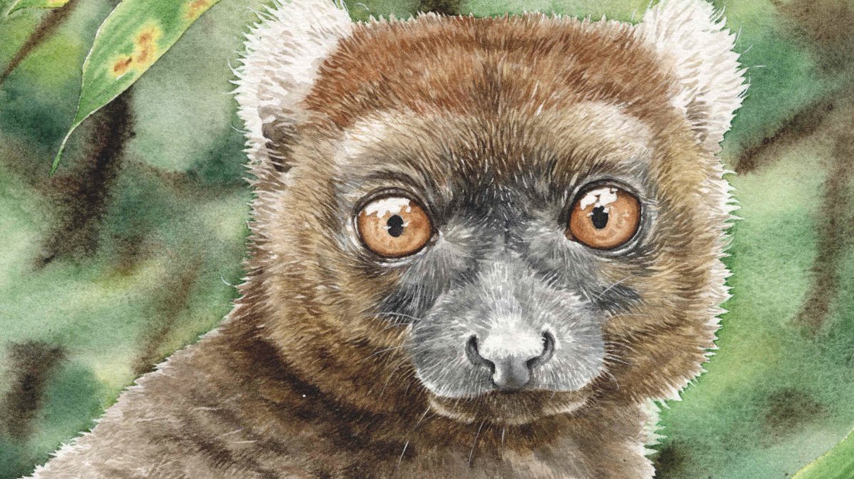 '...it was an experience colored with sadness and dread that she could be the last of her kin in Ranomafana’s rainforest' Safina Center Fellow @rasoloart paints Simone, the last known greater bamboo lemur in Ranomafana's Rainforest: safinacenter.org/blog/painting-…
