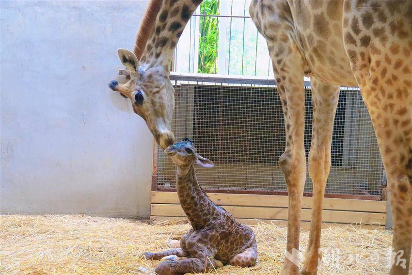 💥Exciting news! The giraffe family in Wuhan Wildlife Kingdom has a new addition - a super cute 'little princess'!
👸 Mother '81' did an amazing job giving birth. 🤰 Now, the little one is healthy and lively, exploring the world with big, curious eyes. 👀 Can't wait to see more…